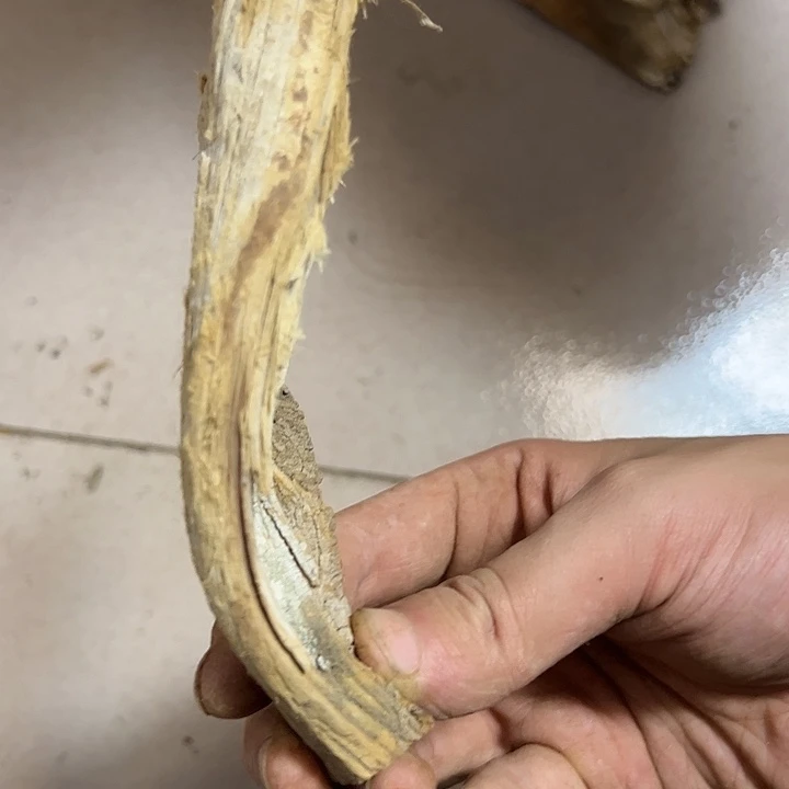 樊***强柏木我是一只小小鸟地域文化