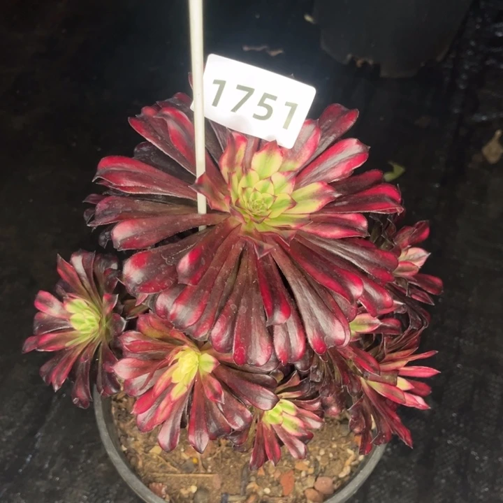 火焰精灵多肉发货