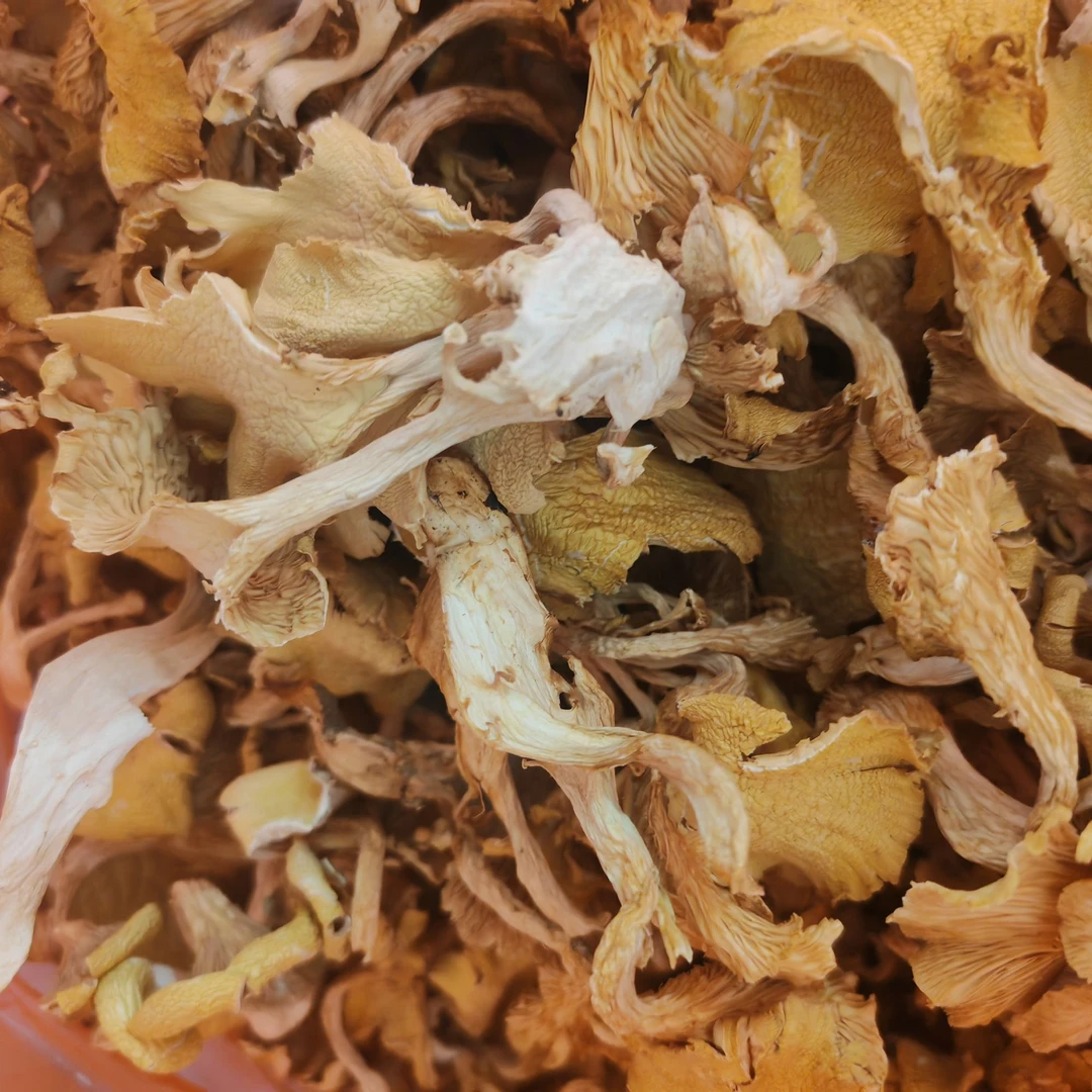 （啊来大集现收）鸡油菌菇