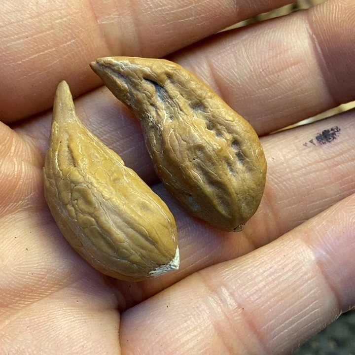 文玩核桃吊坠娜姐59