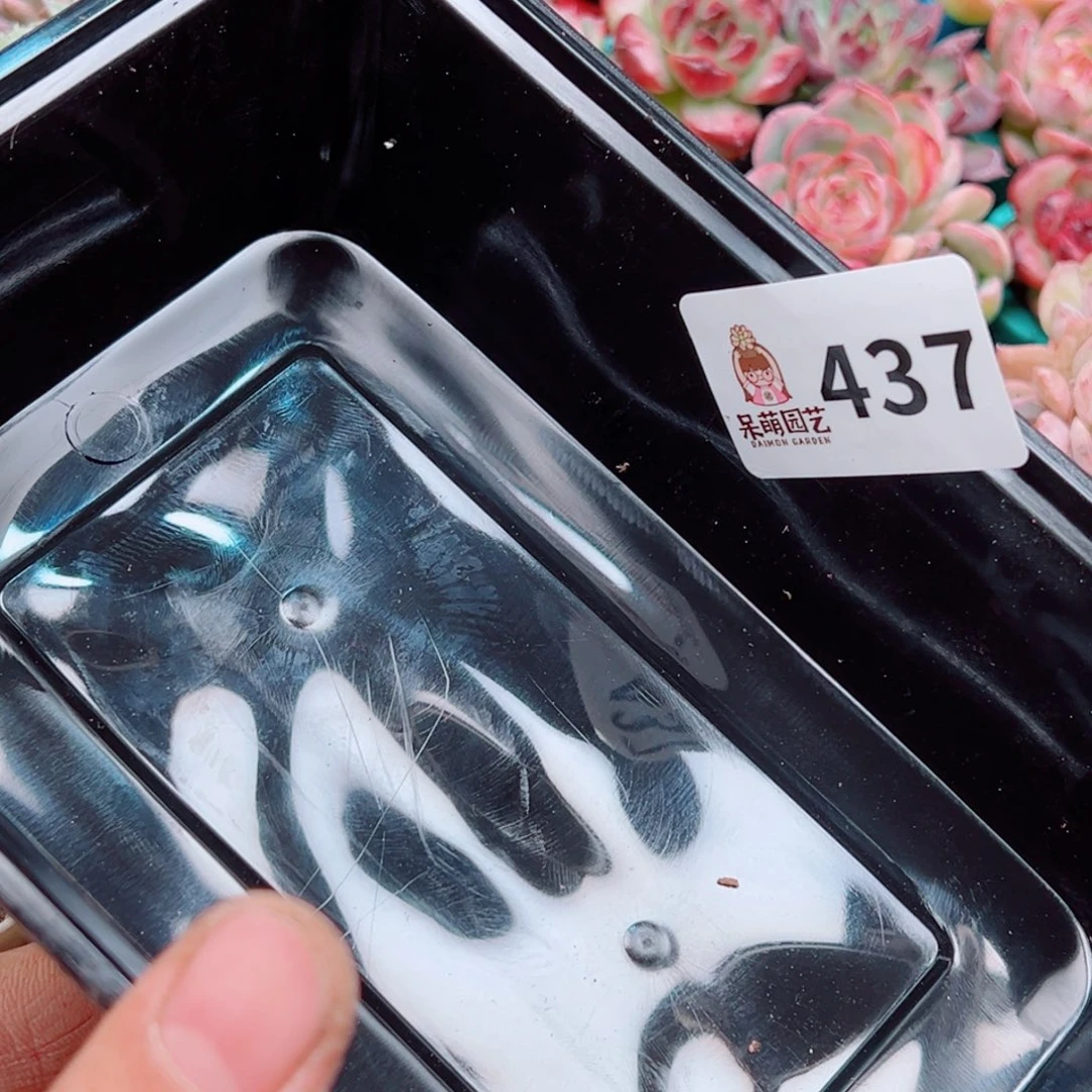 未***来多肉植物多肉植物