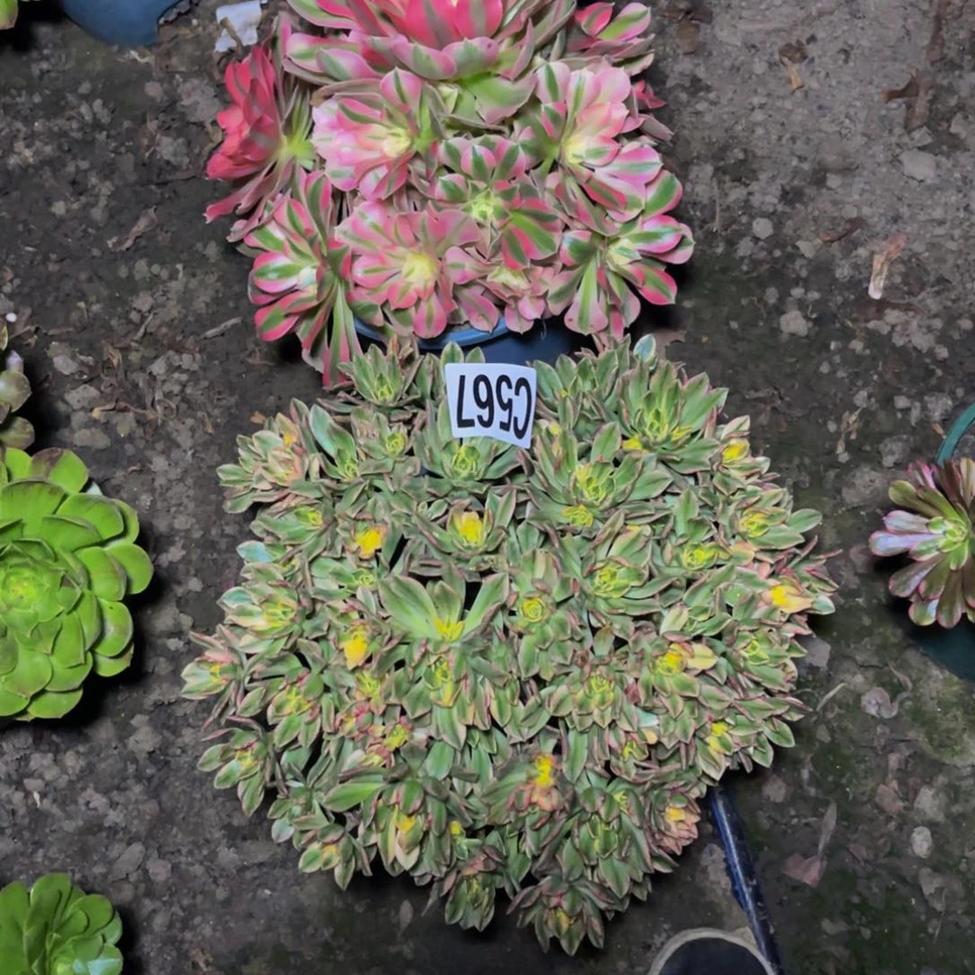 两盆法师28/////45包邮