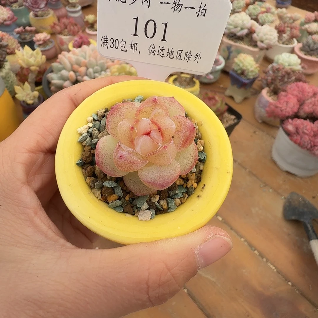 101 一物一拍含盆土