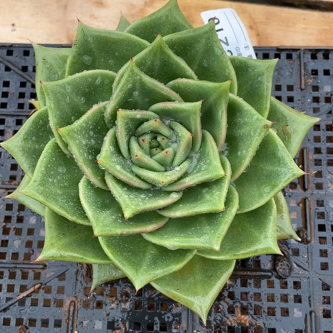 若如东云单拍C210