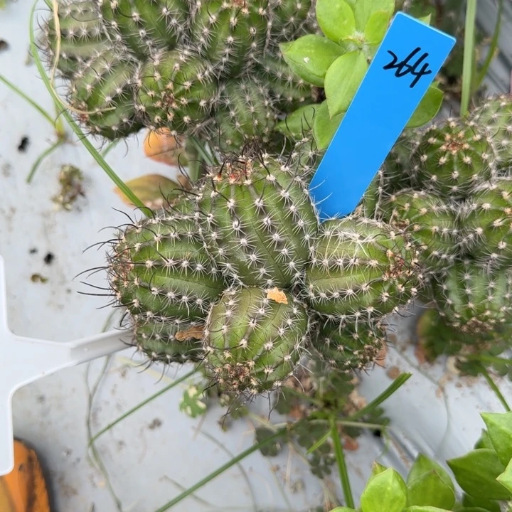 做****己矮胖白檀1105群生264