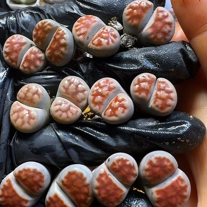 生石花23:：：：。  58号