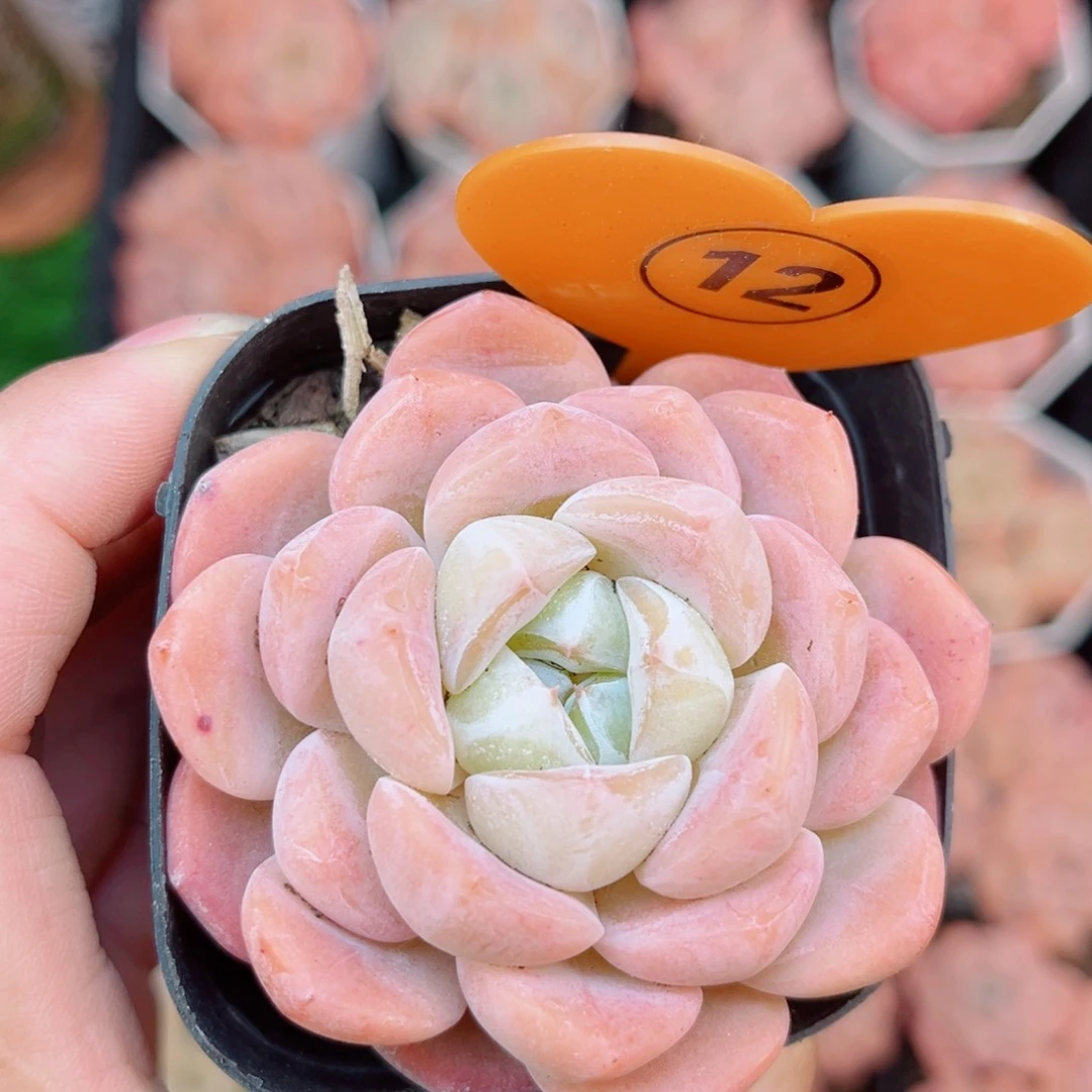 风靡园艺水蜜桃单头