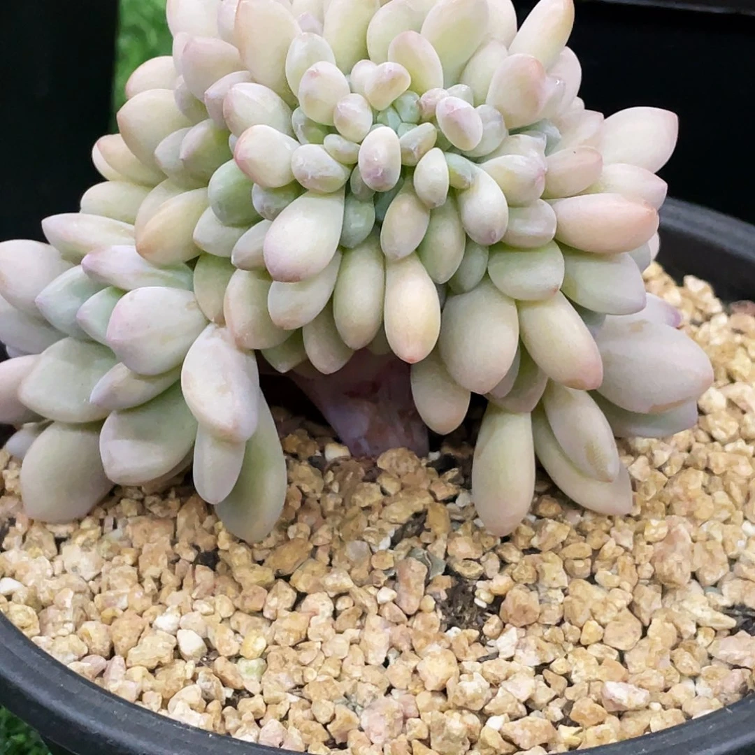 整桩无砍木糖醇小树缀一颗