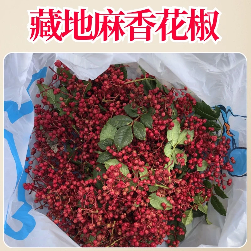 藏区纯干花椒比四川汉源还香好过大红袍食用麻椒中药材大料