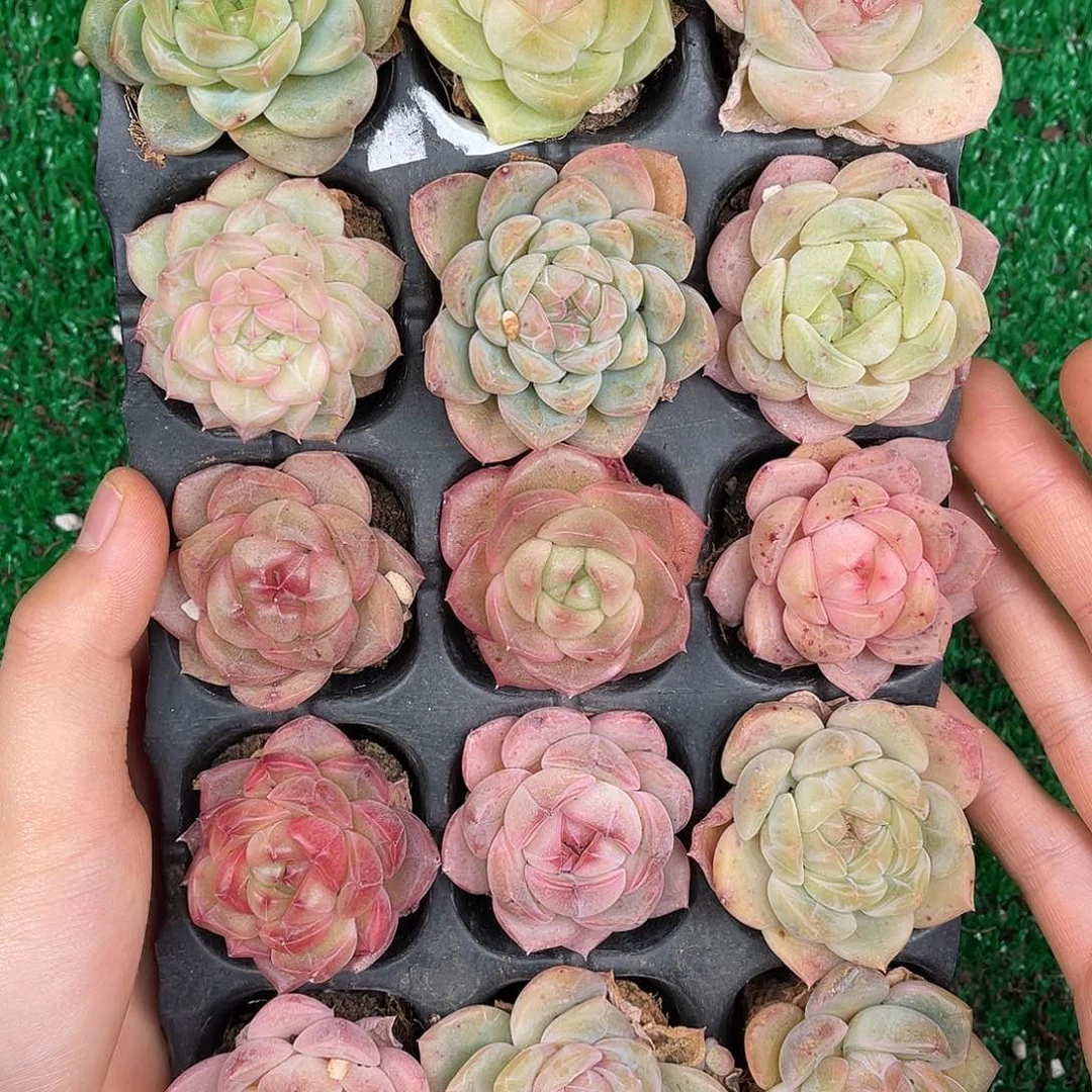 多肉植物一物一拍4-5