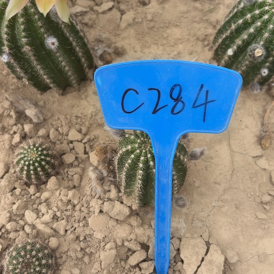 贝****C284,黄金刚瑕疵歪头