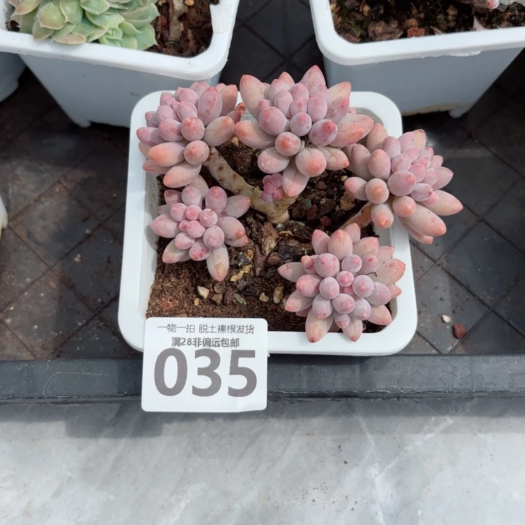 婴儿手指老桩无盆土发货