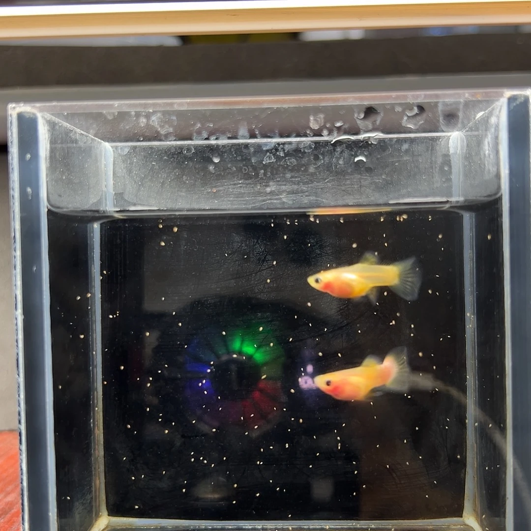 孔雀鱼幻彩粉猫一对（腰身黑）