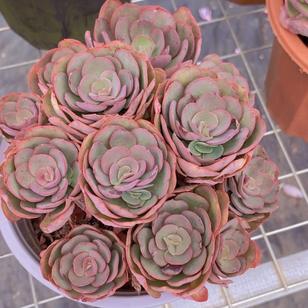 小叶秀妍玫瑰多头群生老桩