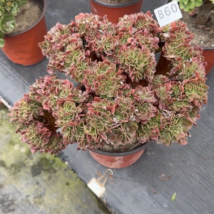 凉***粉多肉植物玫瑰缀860