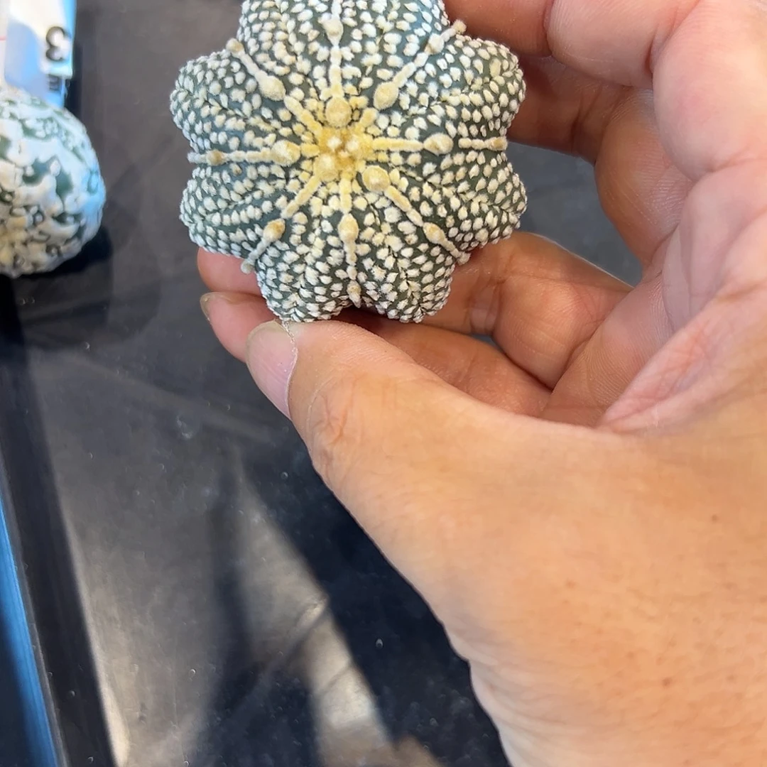 磨***生B094号兜9.26仙人球