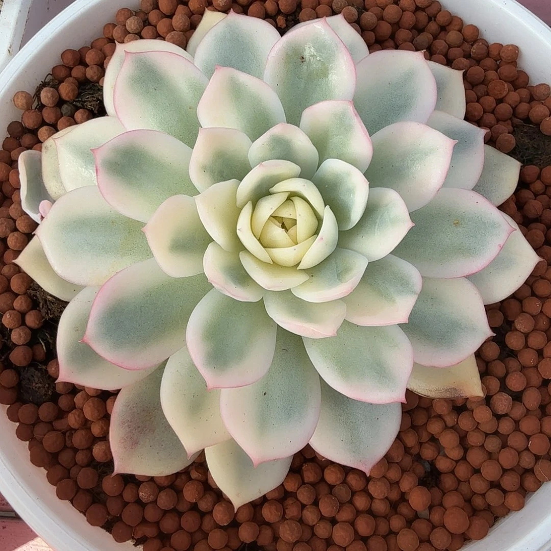 粉水晶锦，多肉植物