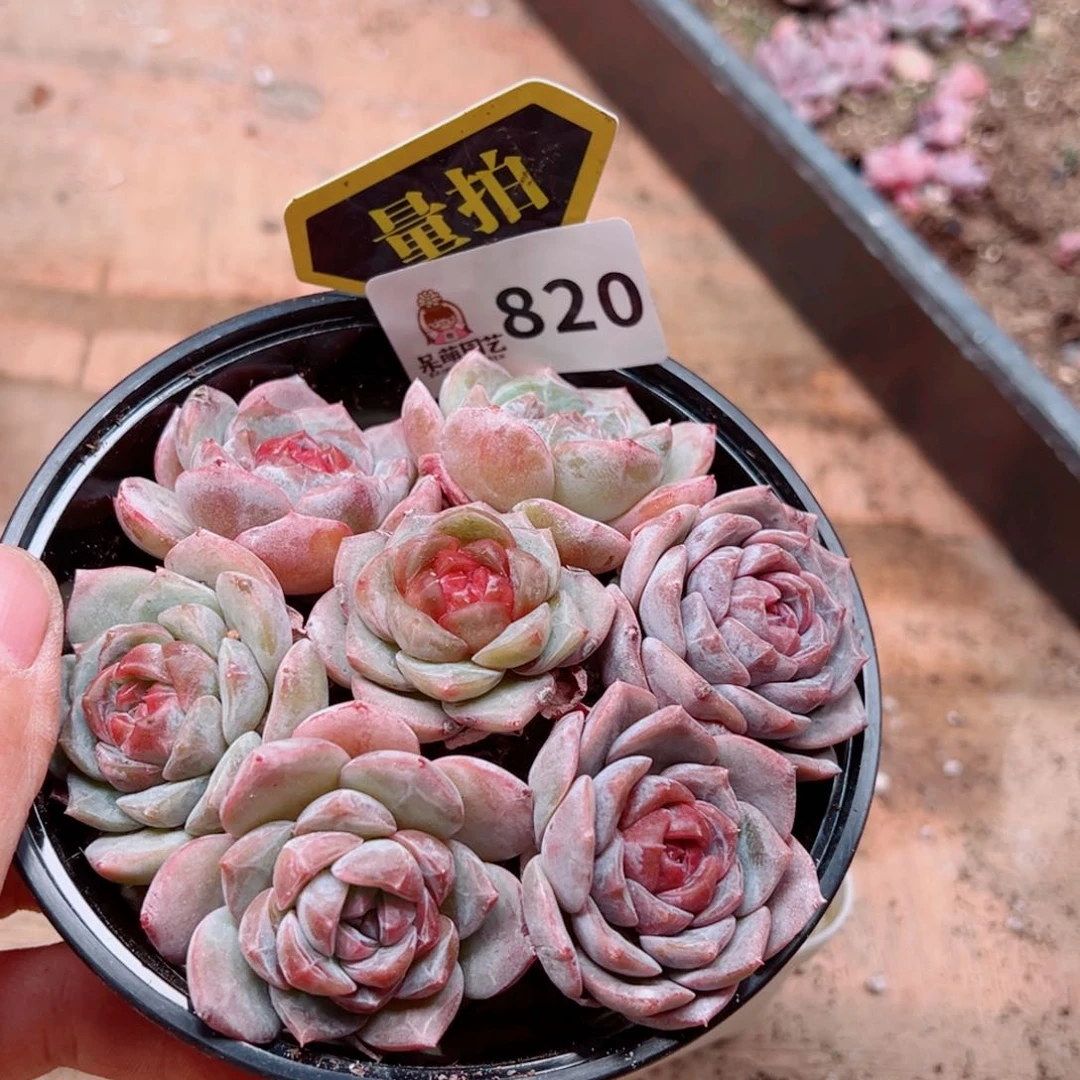 多肉植物多肉植物