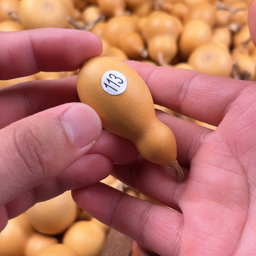 五葫芦葫芦葫芦葫芦113