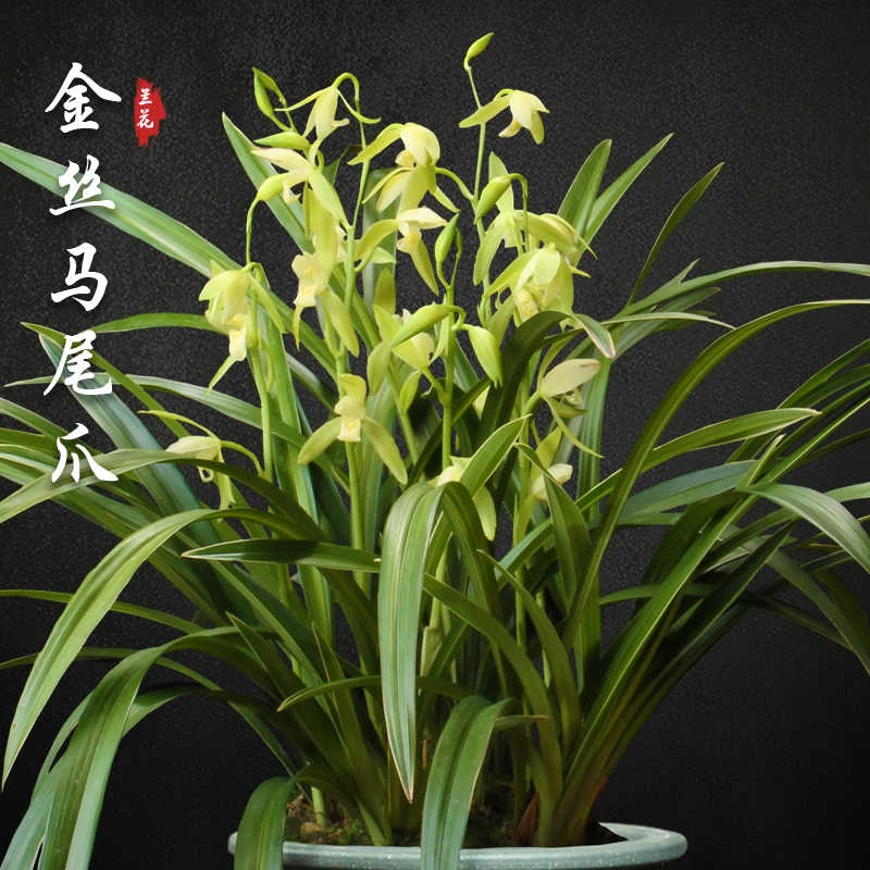 带花盆建兰金丝马尾爪花艺两全美观大气2-3次花花叶两赏室内盆栽