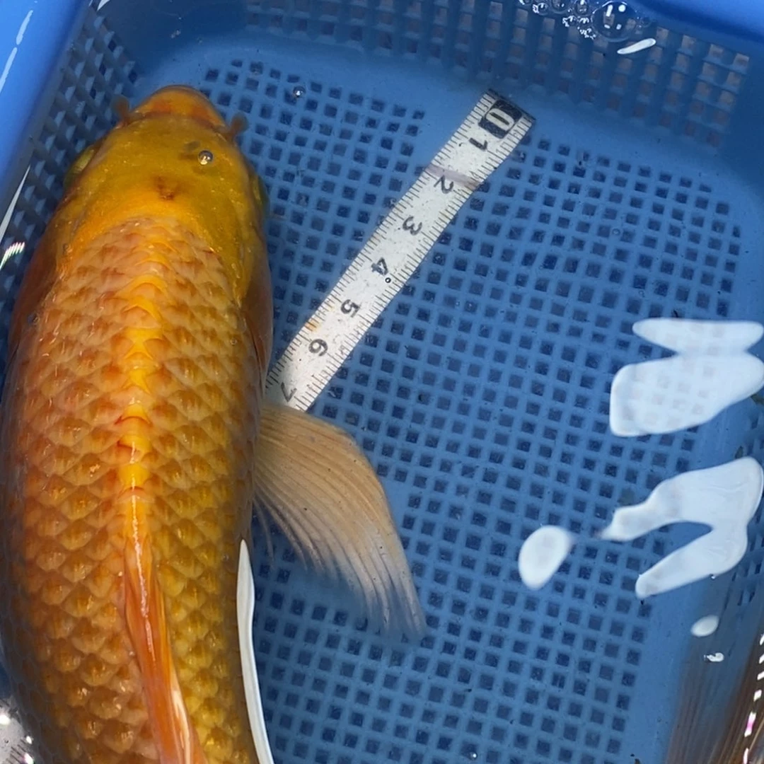 锦鲤冷水锦鲤包邮