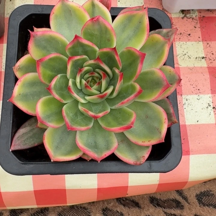 桃花一物一拍好看