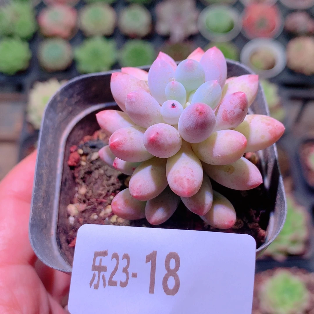 乐然23-18 婴儿手指