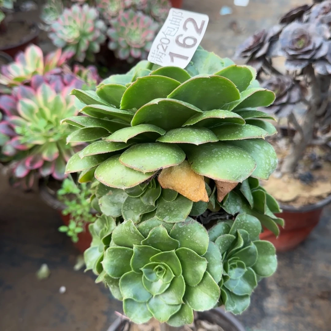 绿玫瑰162满20包邮断枝不包