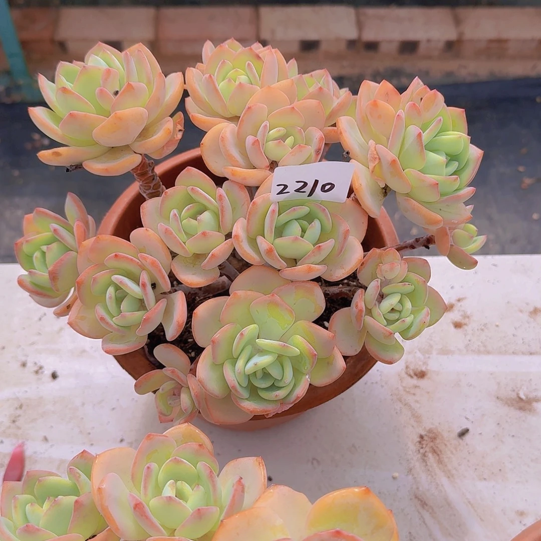 落***城2210白月光多肉植物