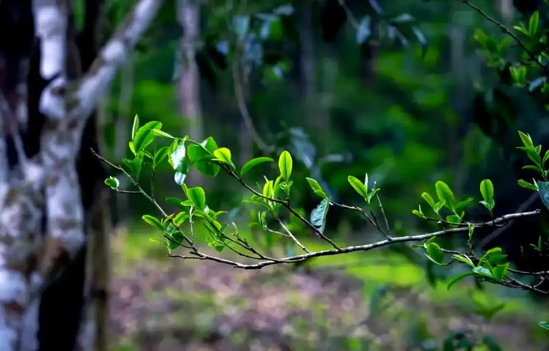 2019头春头采《铜箐河古树黄金叶》200克/饼