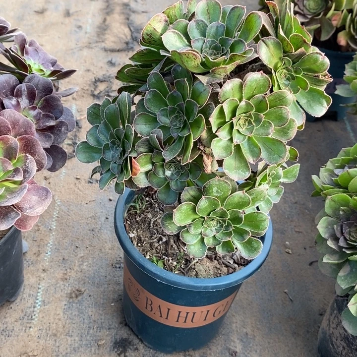 拉丝锦21多肉植物不包邮