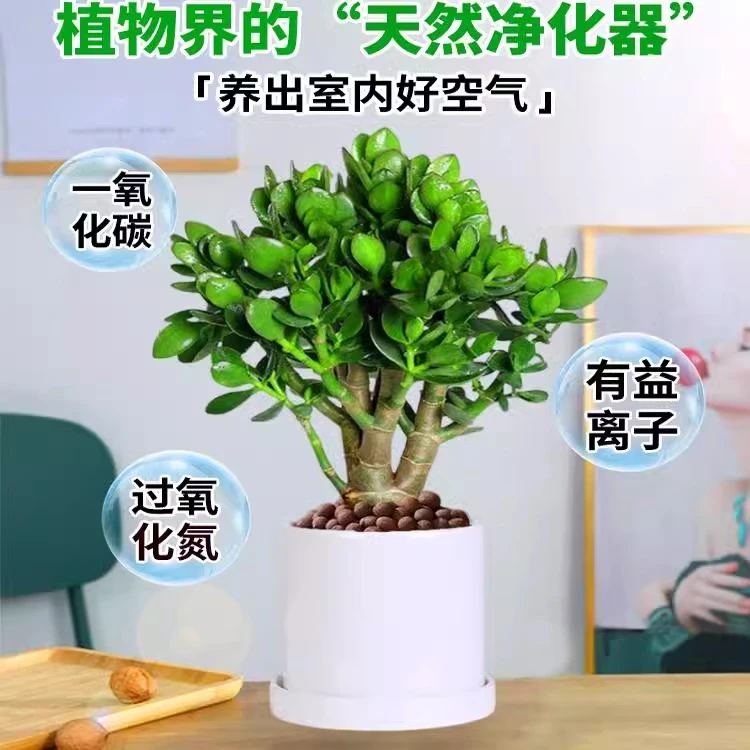 玉树盆栽老桩大株盆栽植物室内好养绿植净化空气常绿盆栽