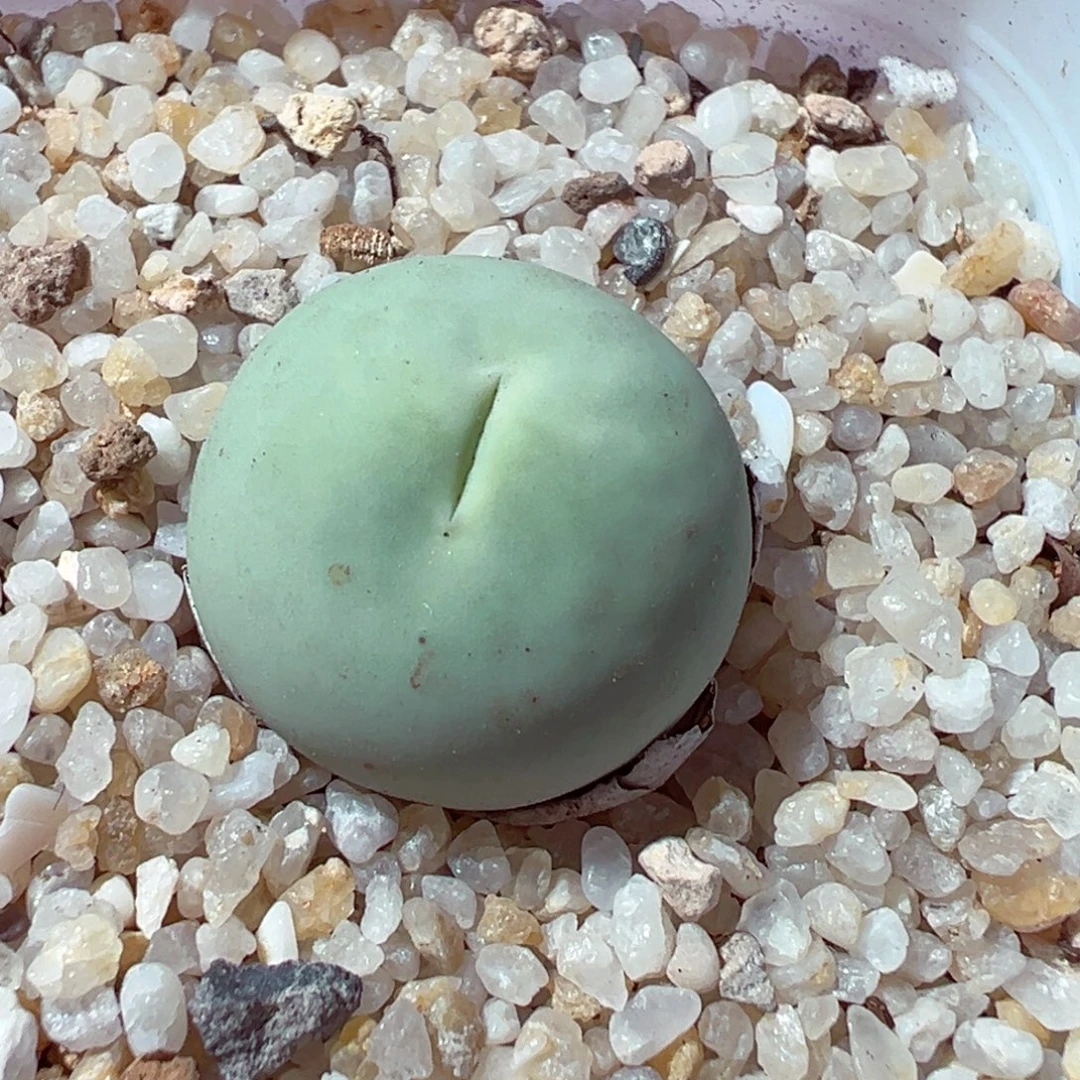 1208-168多肉多肉鸽子蛋1.7cm