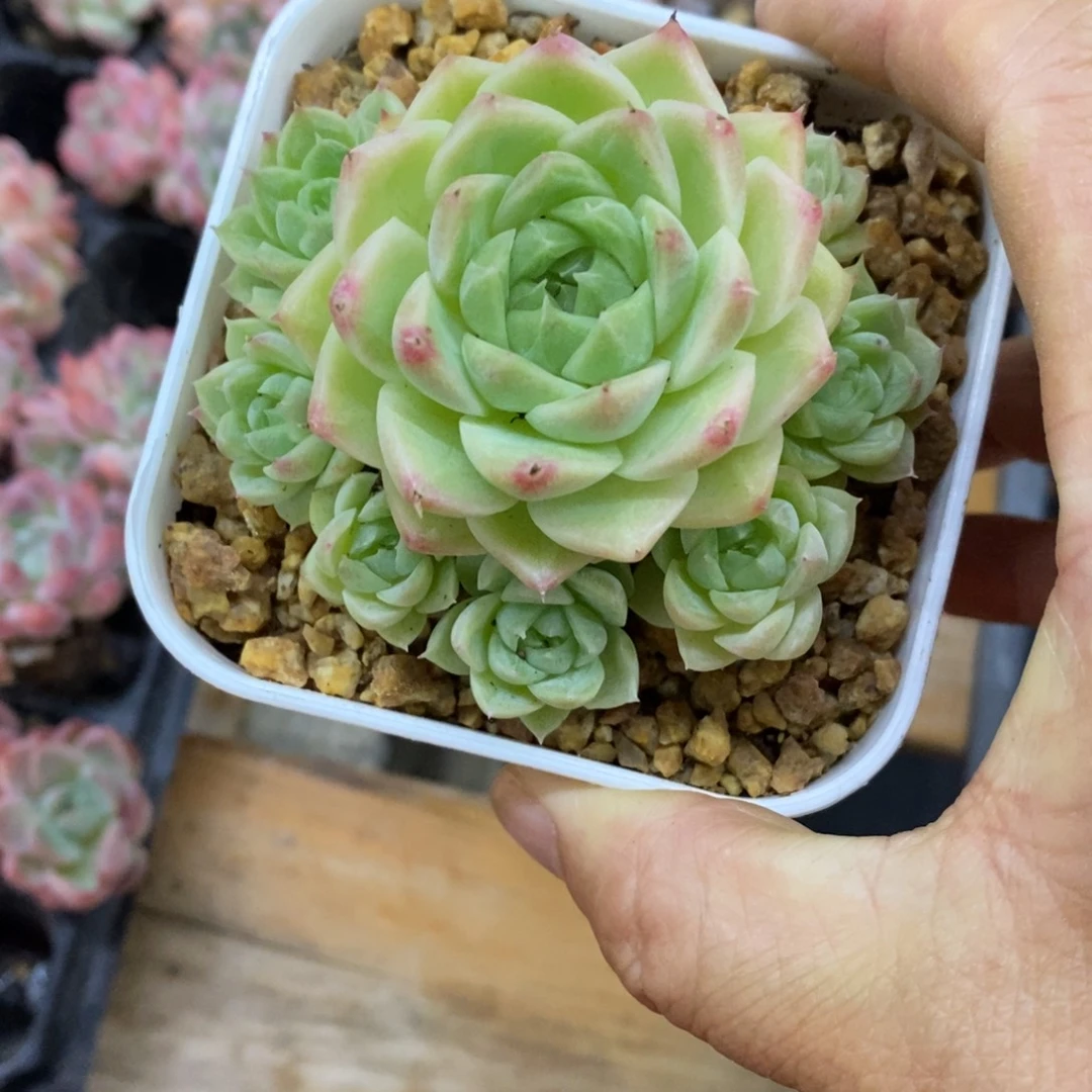 精品多肉一物一拍不包整68