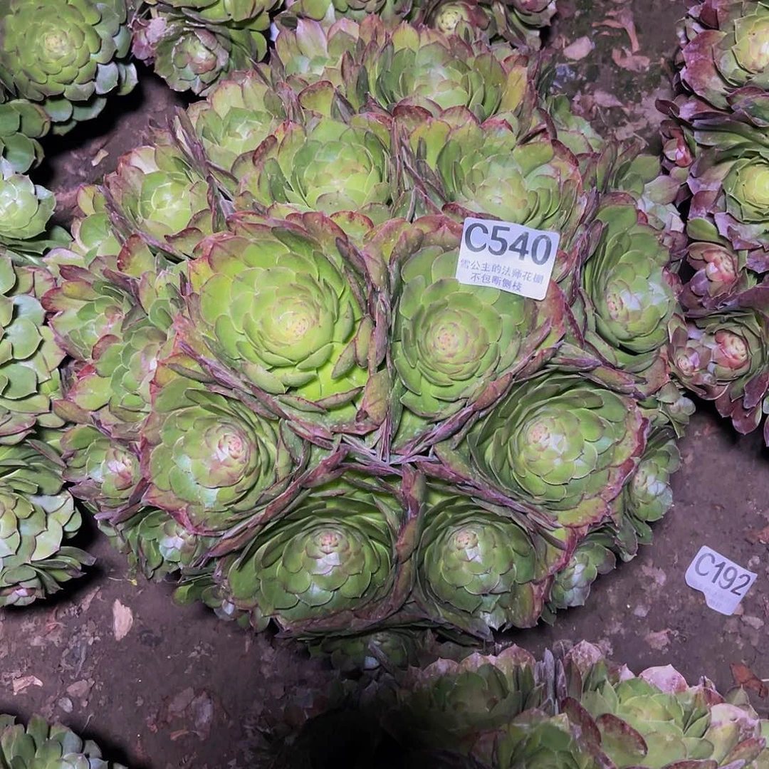 法师法师14/-39包邮法师