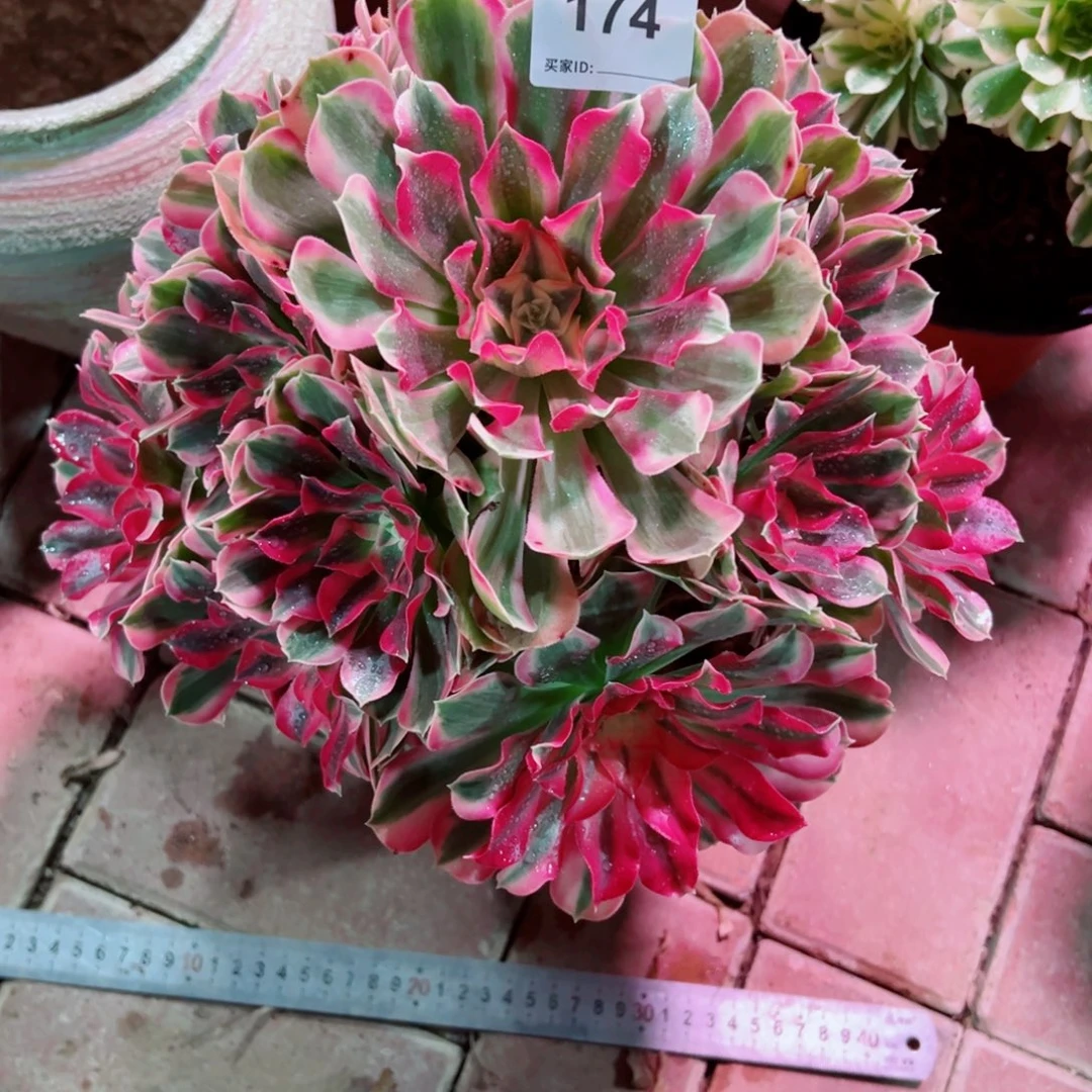 174男神法师多肉植物