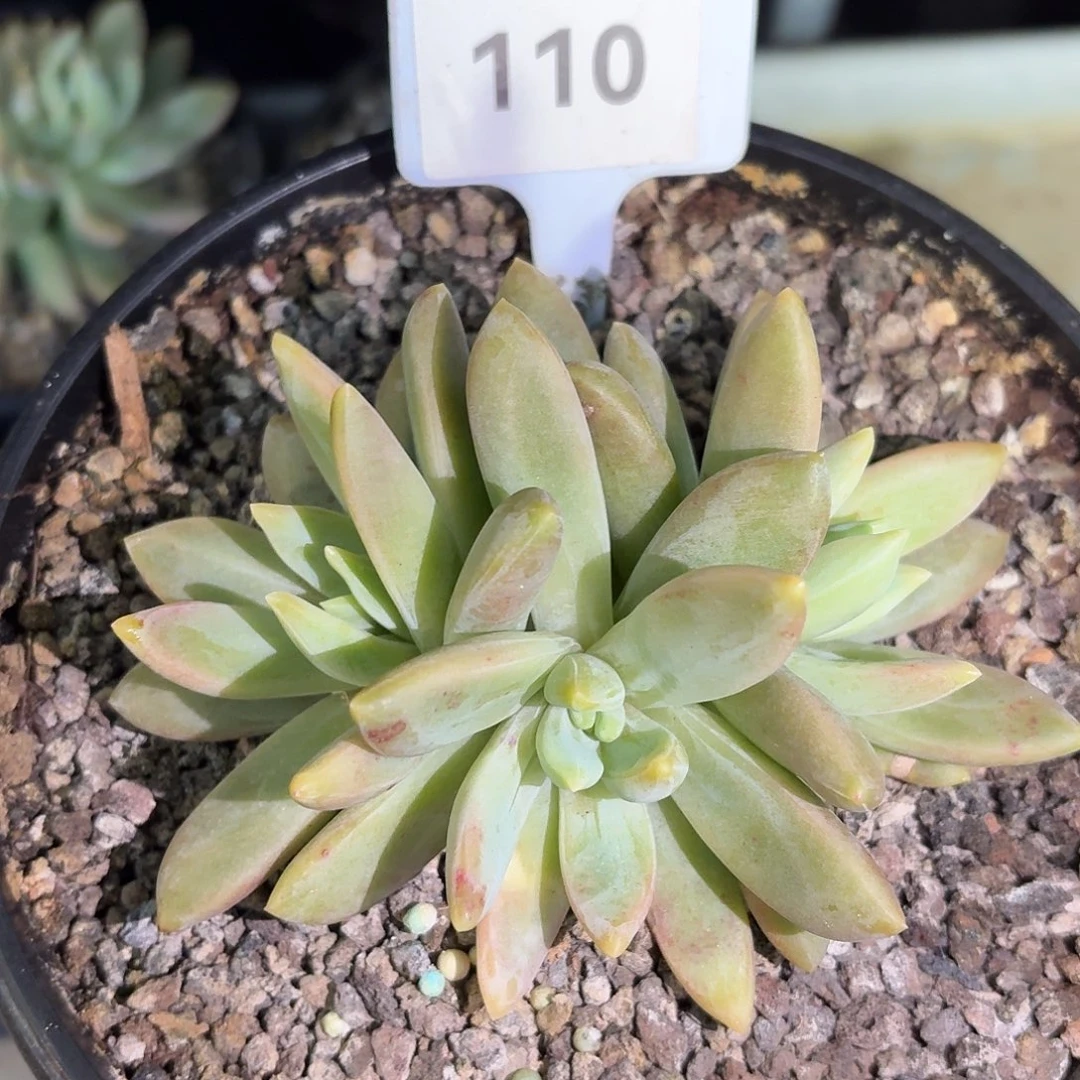 朵唯奇8888888888888888