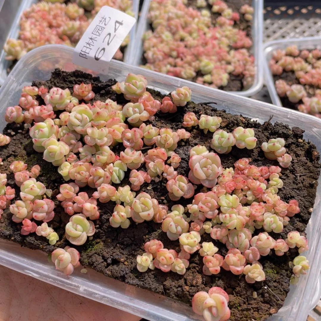 米*多肉植物多肉植物624