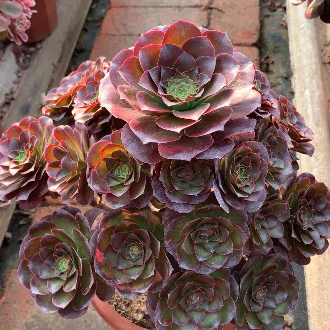 魅金玫瑰，多肉植物