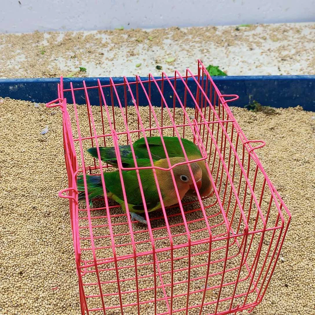 琴***)虎皮鹦鹉旋风少女