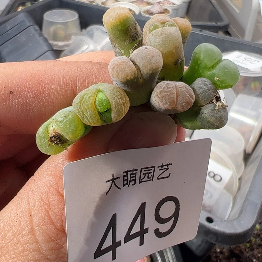 一物一拍。          449