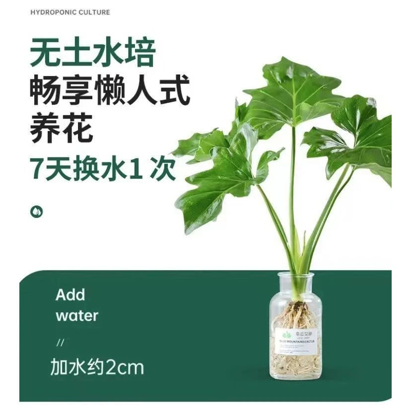 春雨绿植盆栽花卉植物室内易养活龟背竹水培植物室内好养无土春羽