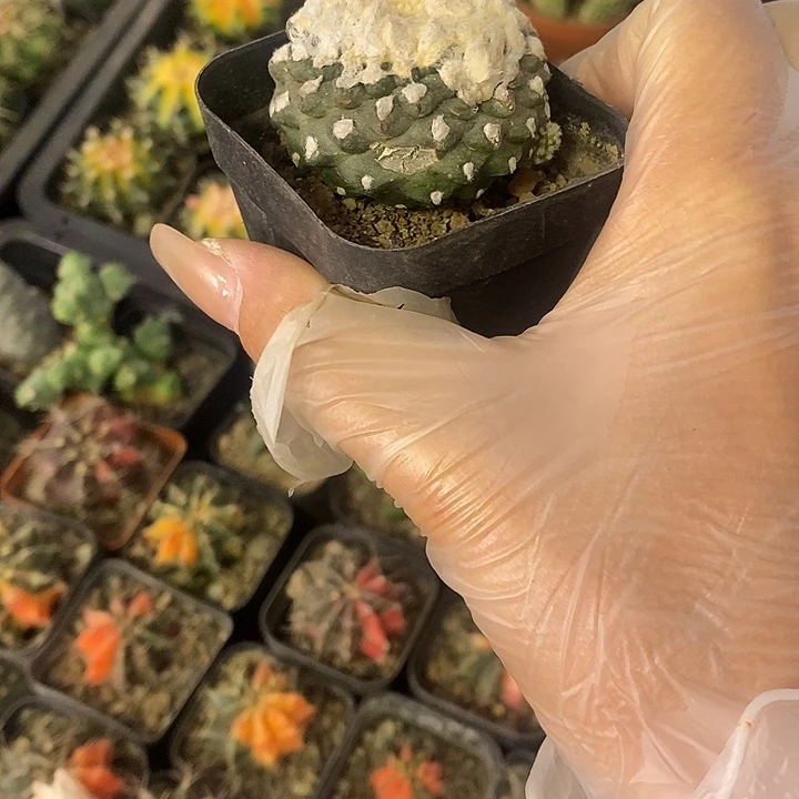 鱼**#一物一拍一棵仙人球微瑕疵