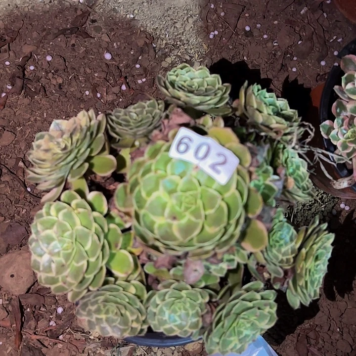 602粉花妖多肉植物不售后
