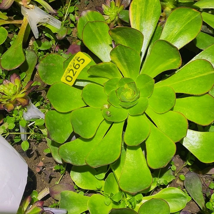 0265无毒七彩多肉植物