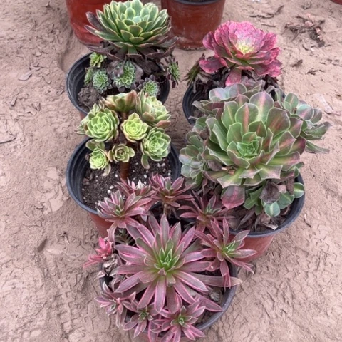 495多肉植物组合，