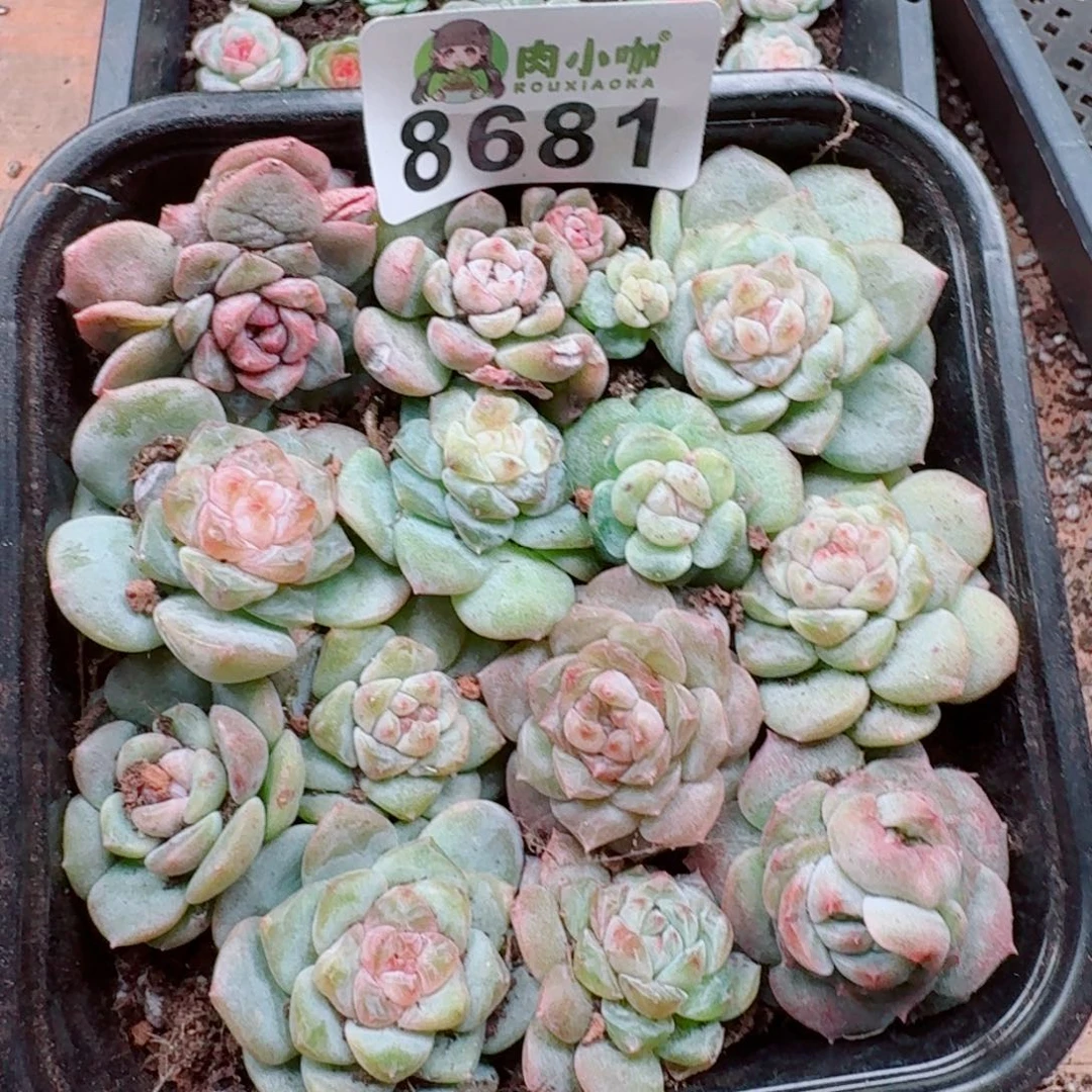 多肉植物多肉植物