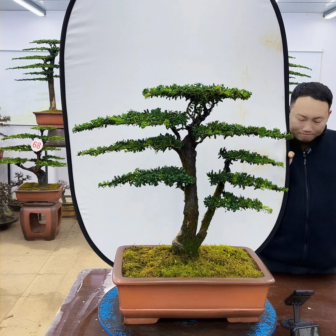 盆景欢迎大家一起来捡漏