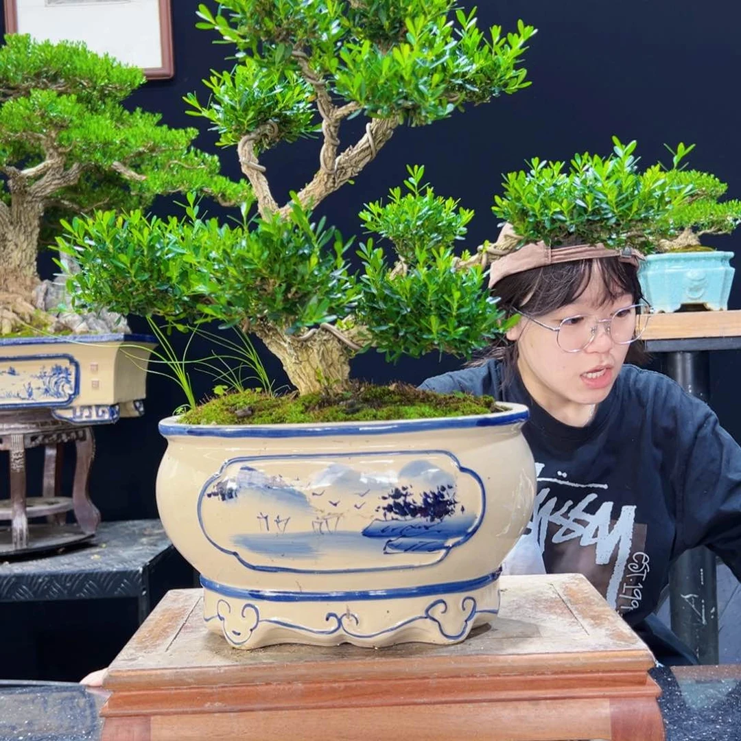 无花朵黄杨盆景四季常青