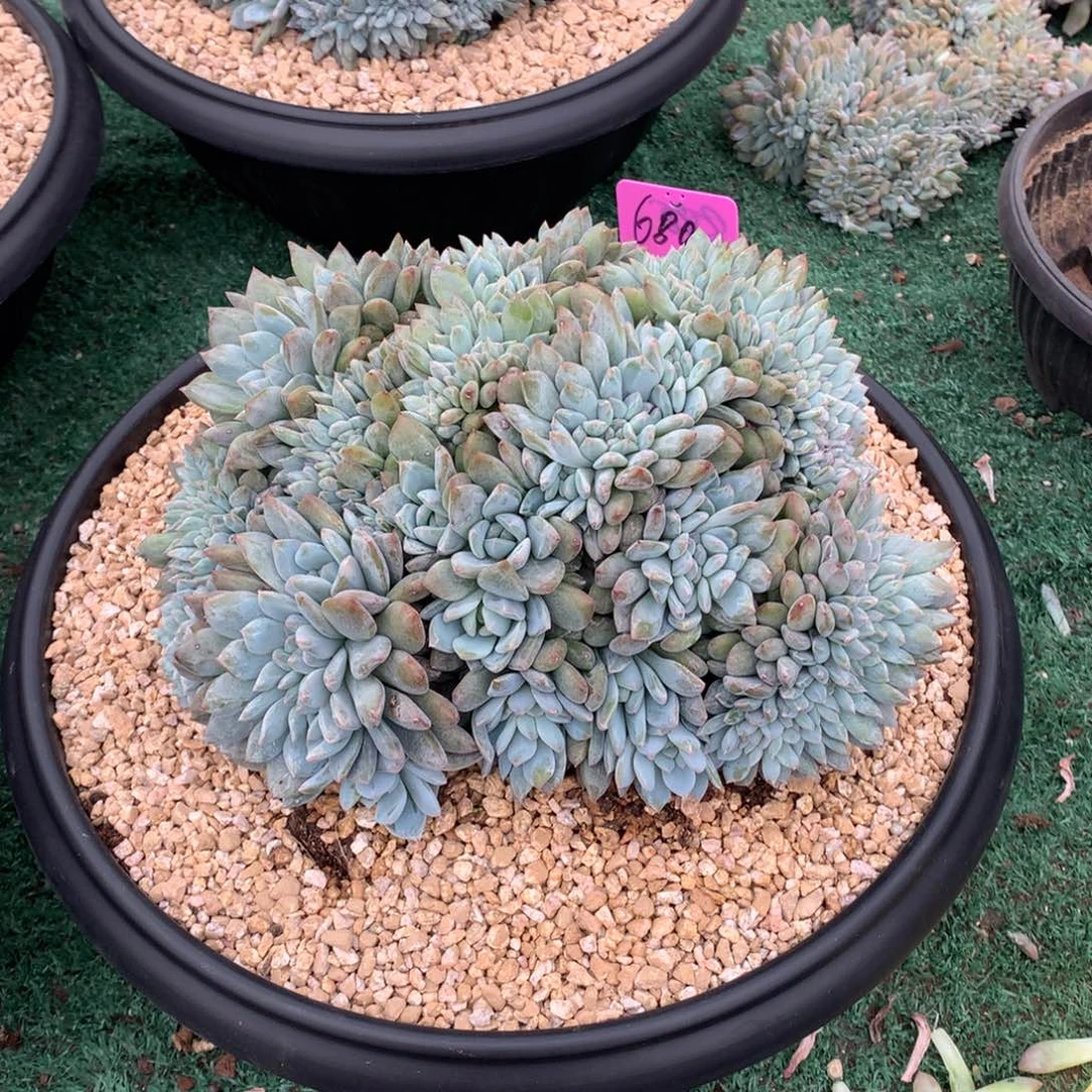 680橙子缀化多肉植物